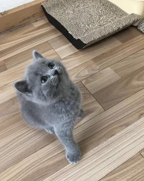 主人一个月没回家，回家后猫咪一边咬他，一边委屈的哭