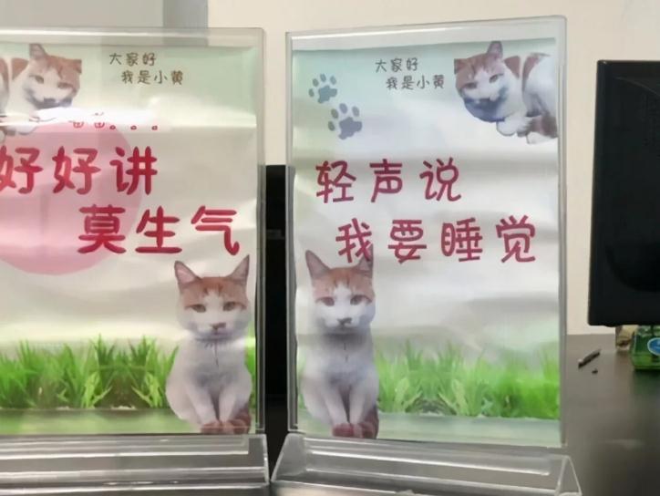 猫咪到底能有多成功？有的猫喵生起跑线比人高，还当上了公务员？