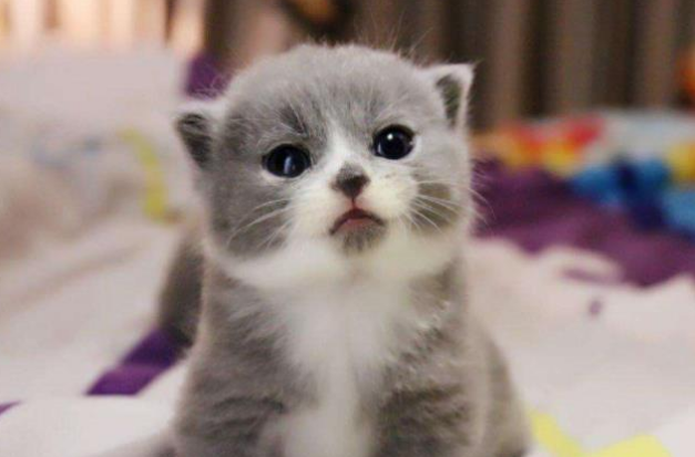 一只胖仓鼠，被三只蓝猫围观，猫咪好奇的样子把主人萌翻