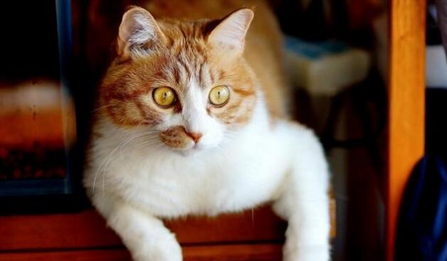 为了让猫咪开心,仓鼠金鱼都成了猫咪的玩具,这样真的适合吗 为了让猫咪开心,仓鼠金鱼都成了猫咪的玩具,这样真的适合吗