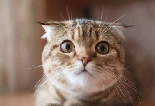 家人捡了只流浪猫回来，我没地位了，房间也被征用了！