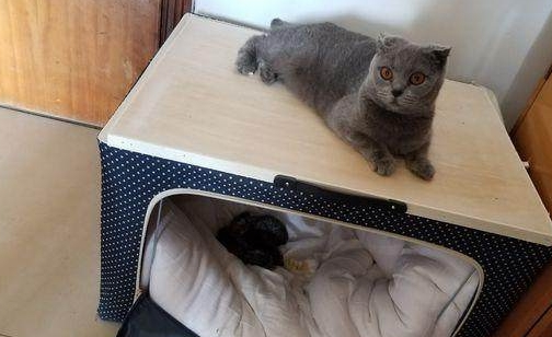 买了只蓝猫一小时就生了,主人一看傻眼了,猫咪:就是这么强! 买了只蓝猫一小时就生了,主人一看傻眼了,猫咪:就是这么强!