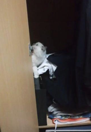 一只流浪猫钻进男生宿舍,4个大汉瞬间少女心爆棚:这也太可爱了 一只流浪猫钻进男生宿舍,4个大汉瞬间少女心爆棚:这也太可爱了
