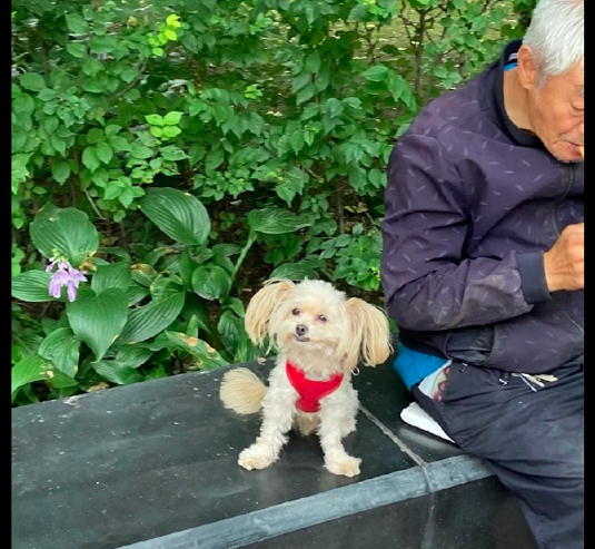 老爷爷带着狗狗出来散步，还给它扎了双马尾，看起来好端庄呀