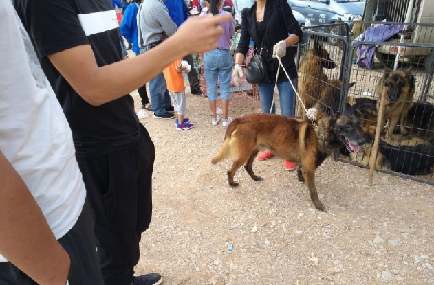 一只五岁的马犬商贩仅500元出售，男子却觉得价格高了！