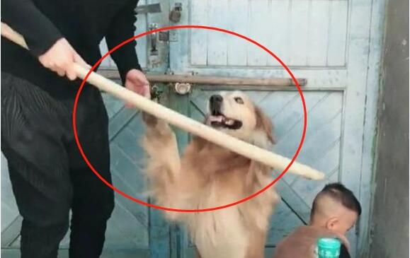 孩子犯错差点挨揍欧,被金毛及时拦下,主人更气了:这是你儿子?