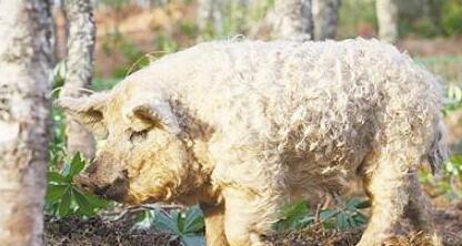 主人以为宠物猪长出卷毛是生病了，邻居却看后，大呼赚大了