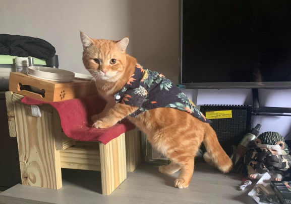 猫咪乱吃东西,铲屎官不注意的时候,果果非常危险