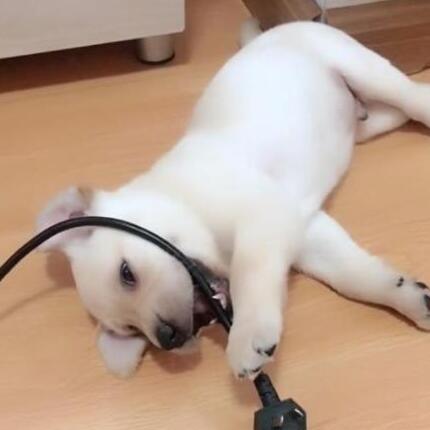 主人指责小狗狗拆家,狗妈妈上去就是一顿收拾,果然是亲妈 主人指责小狗狗拆家,狗妈妈上去就是一顿收拾,果然是亲妈