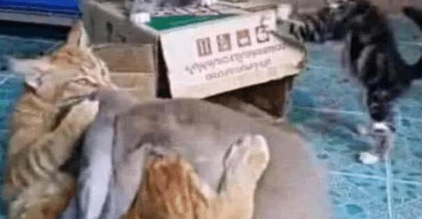 女主睡得正香, 半夜听到猫咪的惨叫声, 开灯后眼前的一幕让人笑喷