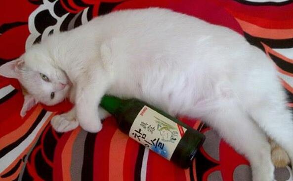 下班回家不见猫咪，走近卧室一看，主人哭的爹妈不认！
