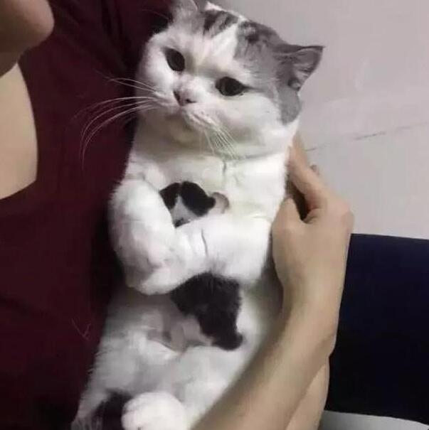 主人想看看小奶猫，母猫一脸拒绝的表情，网友：笑喷了！