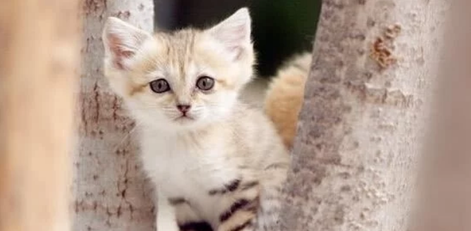 世界上最可惜的貓，巴基斯坦沙貓，卻因繁殖困難瀕臨滅絕