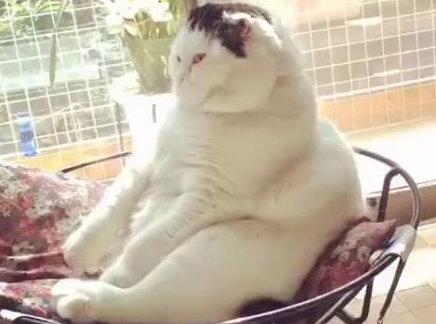 猫咪坐着睡觉姿态图片 | 胖猫咪坐着打瞌睡，都胖成一座小山了，它绝对不是虚胖啊
