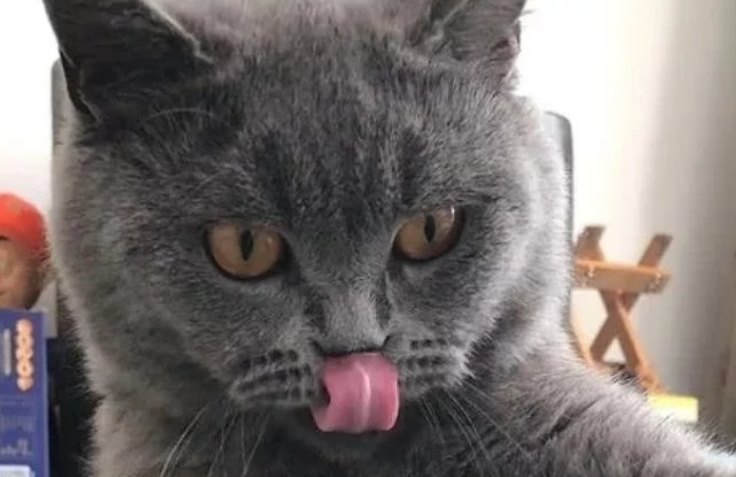 猫咪抬爪3小时都没动，主人以为练神功，猫：看够了没，快救我