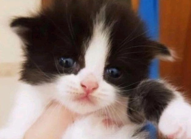 女孩20块钱买回奶牛猫，越养越不对劲，一年后才发现捡到宝了