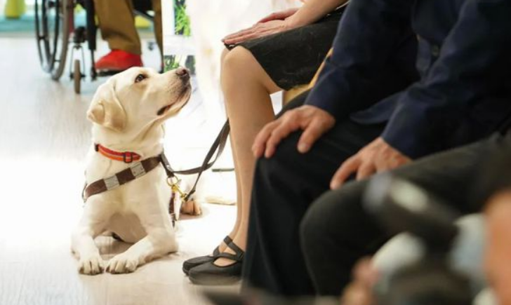 盲人带导盲犬入住酒店遭拒引发热议 盲人带导盲犬入住酒店遭拒引发热议