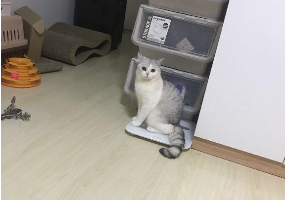 一个雷雨交加的夜晚，自家猫咪诡异状态，到底看到了什么