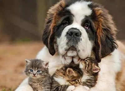 猫癣狗癣的防治方法是什么?这篇文章给你答案! 猫癣狗癣的防治方法是什么?这篇文章给你答案!