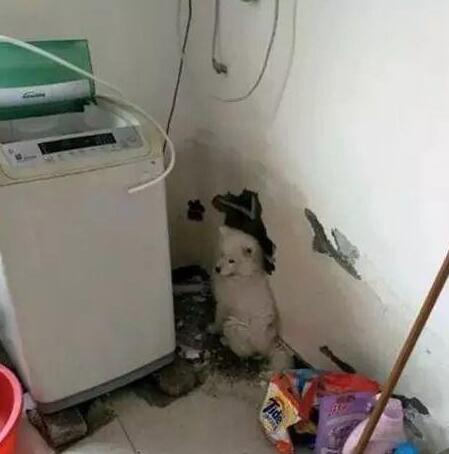 为报复主人晚归，奶狗怒吃半盆土