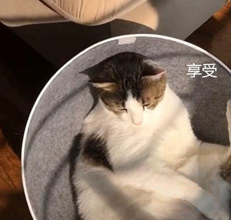 男子提前1小时下班,回家撞见猫咪的样子愣住:以后还是多加班吧 男子提前1小时下班,回家撞见猫咪的样子愣住:以后还是多加班吧