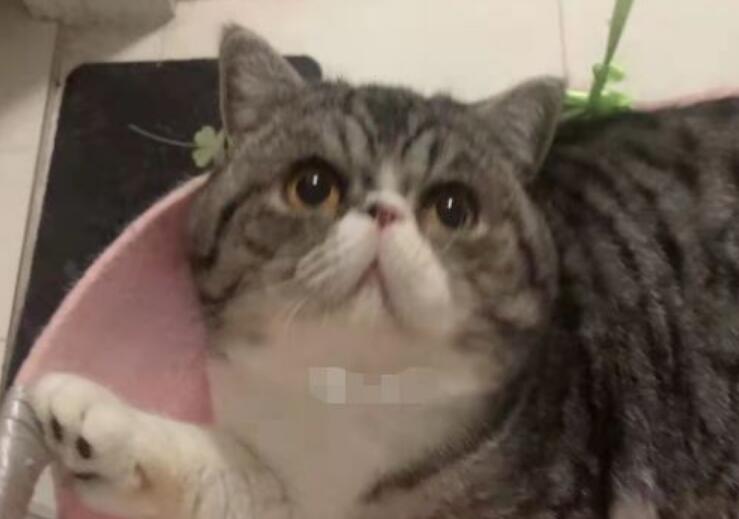 一确诊患者家3只猫阳性，被安乐死！