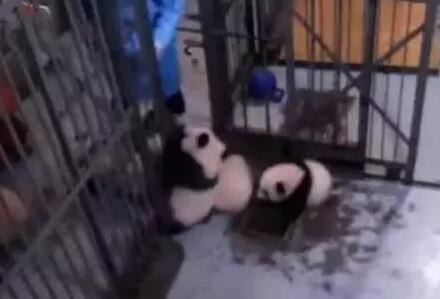 熊猫团子形成犯罪团伙, 集体越狱! 奶爸一来全吓倒, 网友: 有亮点