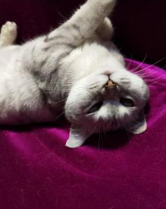 一只猫在家,你真的能放心?还是一只高冷到没人有的猫咪! 一只猫在家,你真的能放心?还是一只高冷到没人有的猫咪!