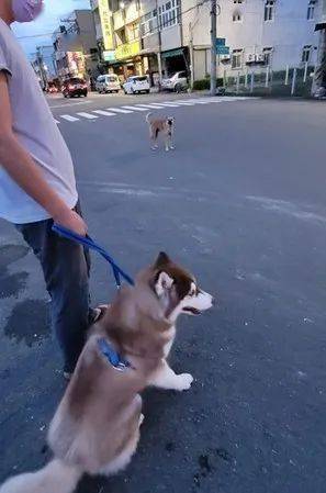 二哈出门被小黄狗骂了一整路,原因竟是这个…… 二哈出门被小黄狗骂了一整路,原因竟是这个……