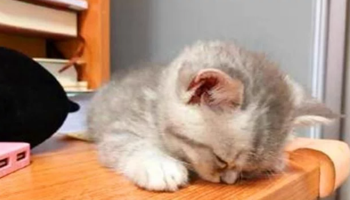 睡神级小奶猫,玩到一半就突然睡着,主人:电量告急,得及时充电 睡神级小奶猫,玩到一半就突然睡着,主人:电量告急,得及时充电