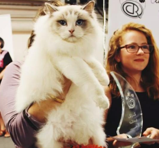 一只“猫”体重接近20斤、价近十万，不可思议！
