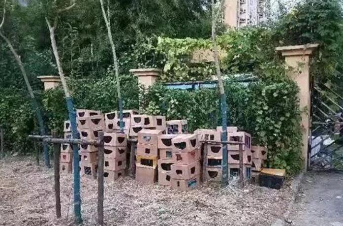 惨不忍睹!一小区门口,上百只奶猫奶狗哀嚎不止,有的已死亡 惨不忍睹!一小区门口,上百只奶猫奶狗哀嚎不止,有的已死亡