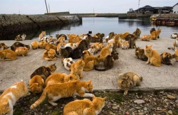 日本“猫岛”：数量过5万的猫吃光岛上老鼠后，被迫学会下海捕鱼