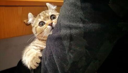 美国卷耳猫成年后的饲养要点你掌握了吗？