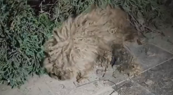 山东：看不出模样，形同拖把的流浪狗，躲在草丛瑟瑟发抖，狗狗：谁能给我个家