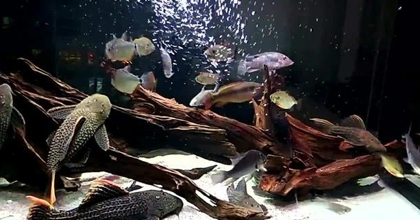“清道夫”在我国为何能泛滥？论生物入侵的危害