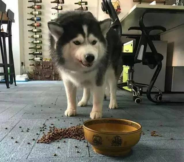 狗粮碗被主人不小心踢翻,狗粮撒得到处都是,却把狗狗惹怒了 狗粮碗被主人不小心踢翻,狗粮撒得到处都是,却把狗狗惹怒了