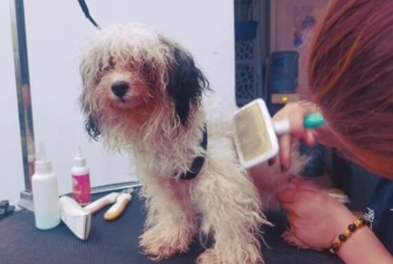 凭着宠物美容手艺 她帮助600只流浪犬找到新主人
