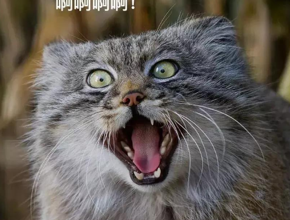 行走的表情包，你家有吗？每只猫都是天生表情包