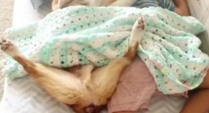 当妈妈推开门看到惊人一幕:狗狗居然钻进宝宝的被窝 当妈妈推开门看到惊人一幕:狗狗居然钻进宝宝的被窝