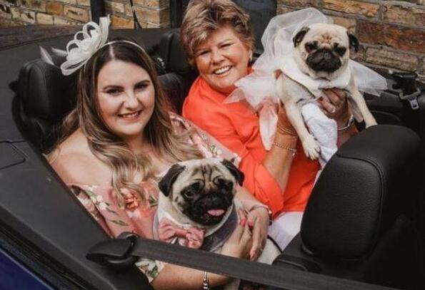 英国主人为两只巴哥犬举办盛大婚礼,称颂一对佳偶之间的真爱 英国主人为两只巴哥犬举办盛大婚礼,称颂一对佳偶之间的真爱