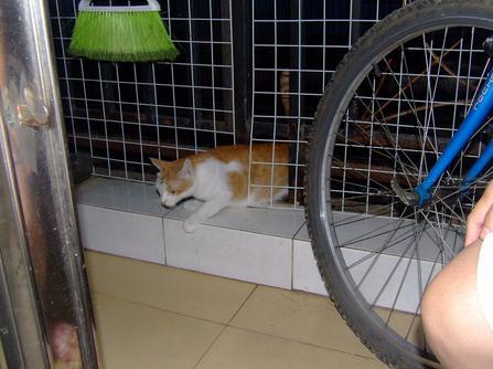流浪猫妈妈叼着刚出生的4只小猫来我家，然后就定居不走了