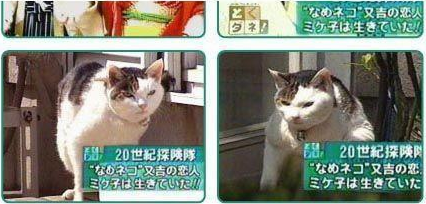 收留野猫可以赚钱吗 | 29岁靠收养的流浪猫两年捞金几十亿,至今还在赚 收留野猫可以赚钱吗 | 29岁靠收养的流浪猫两年捞金几十亿,至今还在赚