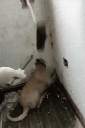 为报复主人晚归，奶狗怒吃半盆土