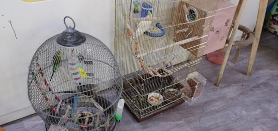 一猫咖半月无人管引网友热议,南京的猫咖狗咖还好吗? 一猫咖半月无人管引网友热议,南京的猫咖狗咖还好吗?