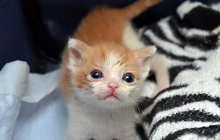 小女孩将被丢弃的小猫带回家,妈妈直接扔门外,小猫撒娇打动了她