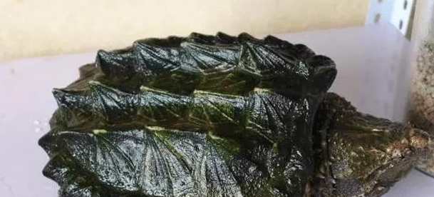 作为一名小白,想要养“乌龟”当宠物?你得明白这几点,才不会害了小乌龟 作为一名小白,想要养“乌龟”当宠物?你得明白这几点,才不会害了小乌龟