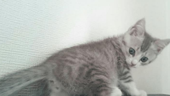 猫咪不要主人坐新买的椅子，它推主人时的表情太搞笑了，要成精了