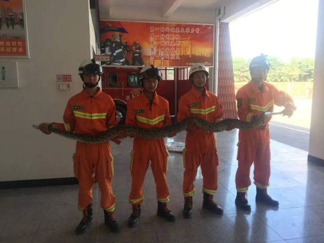 广东50斤巨蟒闯进村民家,结果怎样了?多大的蟒蛇能吞下成年人? 广东50斤巨蟒闯进村民家,结果怎样了?多大的蟒蛇能吞下成年人?