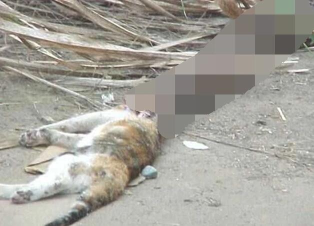 猫的灵巧超过蛇,常捕捉蛇作为食物,蛇究竟能不能反杀猫? 猫的灵巧超过蛇,常捕捉蛇作为食物,蛇究竟能不能反杀猫?